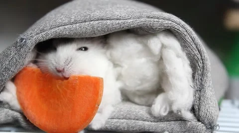Hamsters eating carrots Stock Footage 43070992