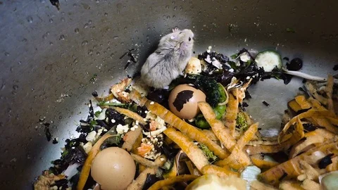 Hamsters in the kitchen sink. Stock Footage 104186659