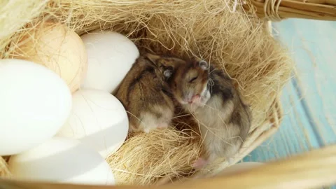 Hamsters. mouse in basket of white eggs on turquoise wooden. farm's products. Stock Footage 148135591