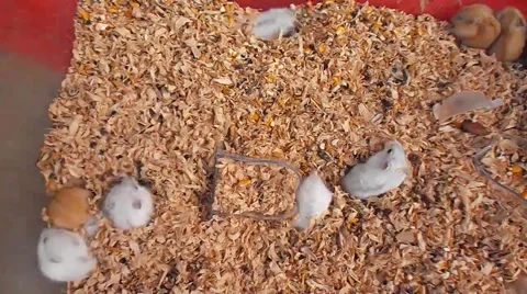 Hamsters in pet market Vídeos de archivo 60567390