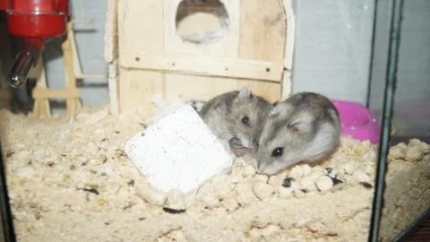 Hamsters Pets rodents Stock Photos
