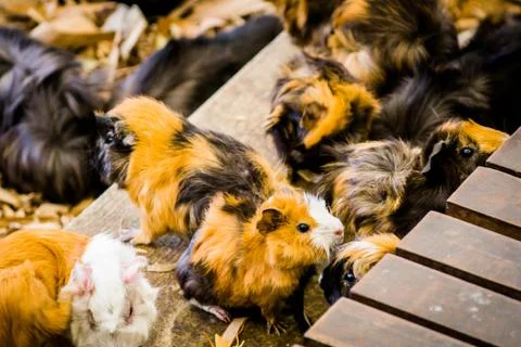 Hamsters Stock Photos