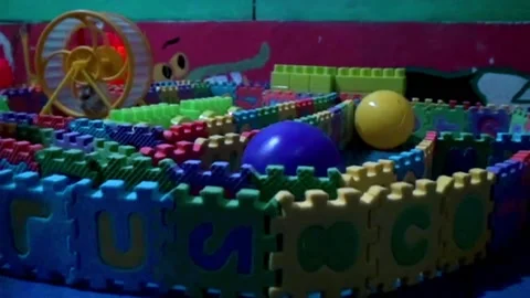 Hamsters Playground Stock Footage 209171800
