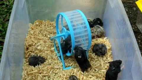Hamsters playing on a spinning wheel Stock Footage 276490534