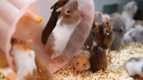 Hamsters playing in wheel Stock Footage 52463556