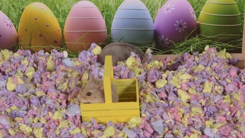 Hamsters searching for easter eggs Stock Footage 87656125