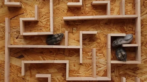 Hamsters walk in the maze Concept: in the labyrinth of life they find each other Stock Footage 242466875