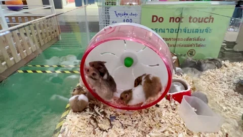Hamsters in a wheel Stock Footage 168371338