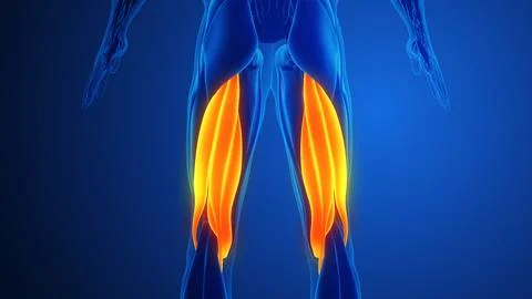 Hamstring Muscle Pain with blue background Illustration