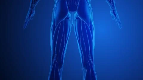 Hamstring Muscle Pain with blue background Stock Illustration