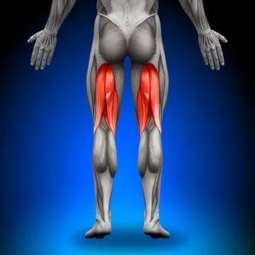 Hamstrings - Anatomy Muscles 스톡 일러스트