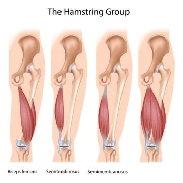 The hamstrings Stock Illustration