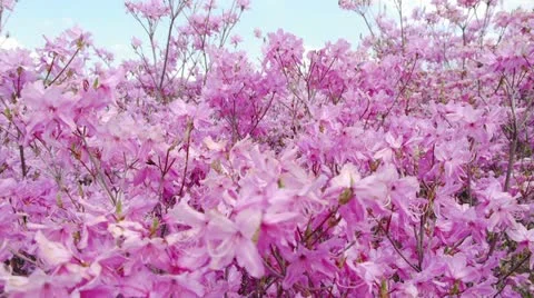 Hana Vídeos de archivo 11066165