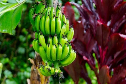 Hana Rainforest Stock Photos