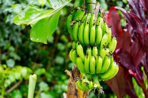 Hana Rainforest Foto stock