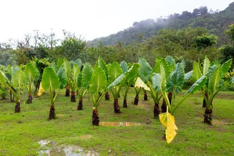 Hana Rainforest Stock Photos