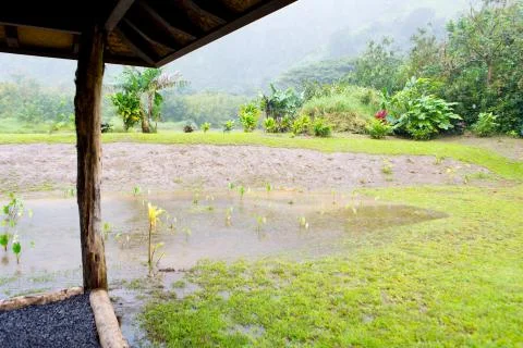 Hana Rainforest Stock Photos