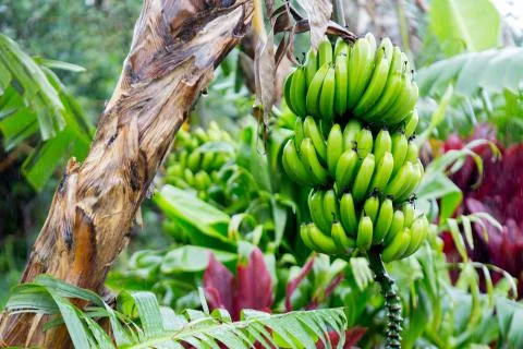 Hana Rainforest Stock Photos