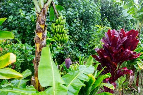 Hana Rainforest Stock Photos