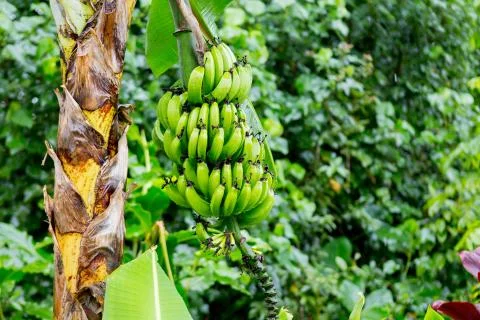 Hana Rainforest Stock Photos