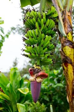 Hana Rainforest Stock Photos