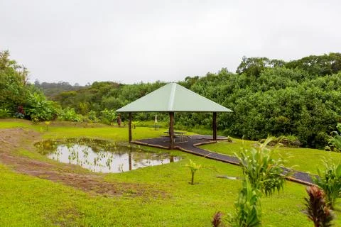 Hana Rainforest Stock Photos