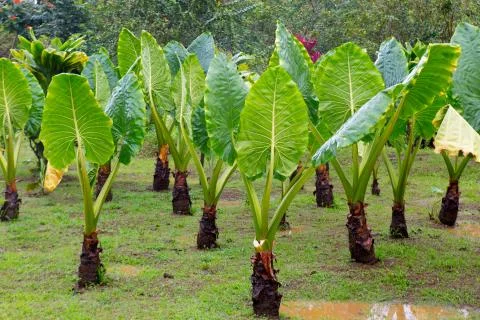 Hana Rainforest Stock Photos