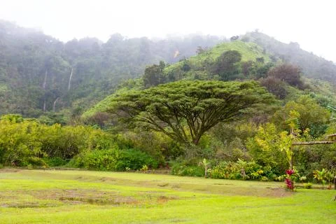 Hana Rainforest Stock Photos
