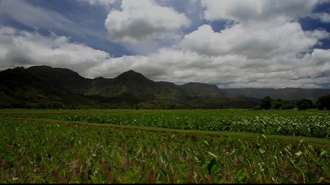 Hanalei Taro Fields Stock Footage 104174760