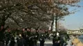 Hanami, Matsuri, Tokyo Sakura Cherry Blossom Festival Season, Japan, Crowds HD Footage