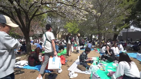 Hanami Party Stock Footage 106956292