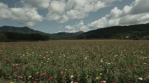 Hananomiyako wide angle fixed, non color graded Full HD (1920x1080) Video stock 41592723