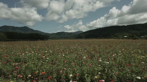 Hananomiyako wide angle fixed, non color graded 4K (3840x2160) 動画素材 41593070