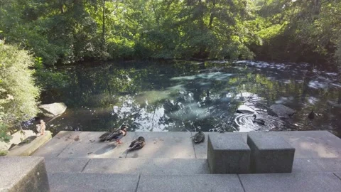 Hanau, Germany - Ducks at the pond Stock Footage 163683473