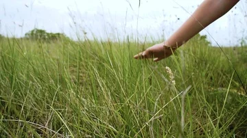 Hand above the grassHD Video stock 85739286