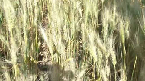 Hand Across Wheat 스톡 동영상 12586824