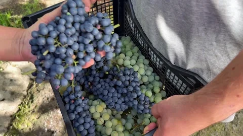 Hand Adding a Black Grape Cluster to a Crate of Autumn Harvest Produce Stock Footage 345871202
