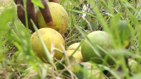 Hand  adding up orange fruit to a pile of orange fruit on the ground Stock-Footage 172001397