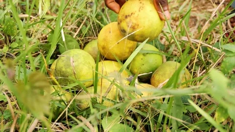 Hand adding oranges to other oranges in an orange farm Stock Footage 172001399