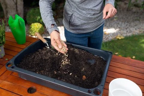 Hand adding organic fertilizer or granular nutrients - vermiculite -to rich.. Stock Photos