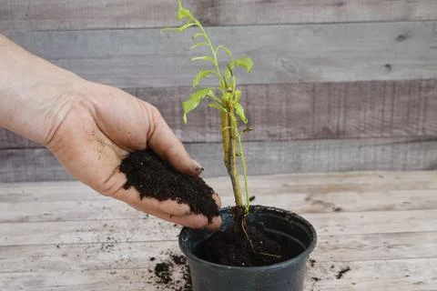 Hand adding soil to young willow plant Stock Photos