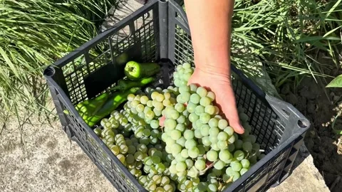Hand Adding a White Grape to a Harvest Crate with Grapes and Green Peppers Stock Footage 345871199