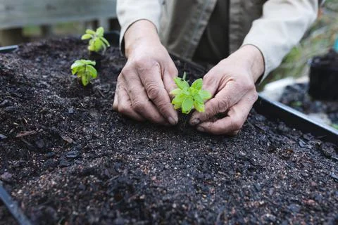 Hand of african american male gardener planting seedlings at garden centre Stock Photos