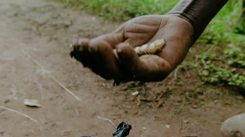 A hand of an African men holding the massive, swollen body of termites queen Stock Footage 163982757