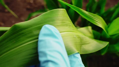 Hand analyzing corn leaf in plantation Stock Footage 249134381