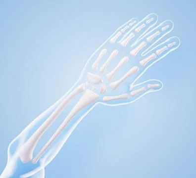 Hand anatomy 3D model - bones structure of radius, ulna, wrist, metacarpals Ilustración de archivo