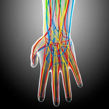Hand anatomy; artwork Stock Illustration