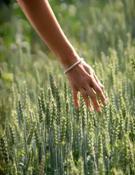 Hand and august sunset Stock Photos