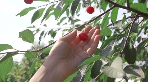 Hand and cherry Vidéo 51936226