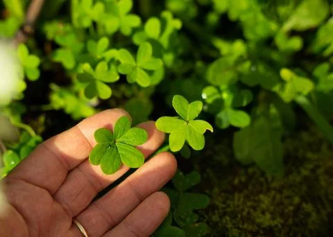 The hand and the clover Stock Photos